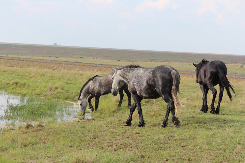 Pure bred percheron sport horses003.jpg